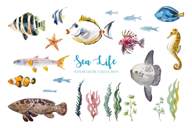 Vector watercolor painting, sea fish and marine life collection.