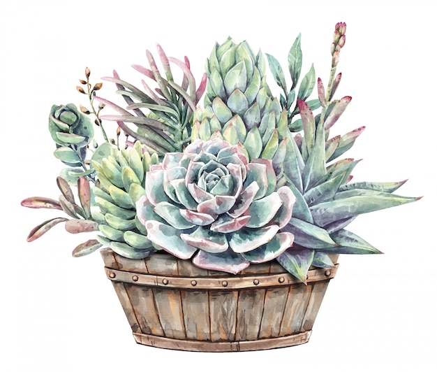Vector watercolor painting set of succulents with half wine barrel planter.