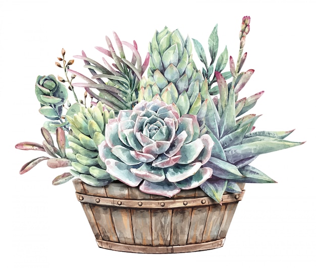 Watercolor painting set of succulents with half wine barrel planter.