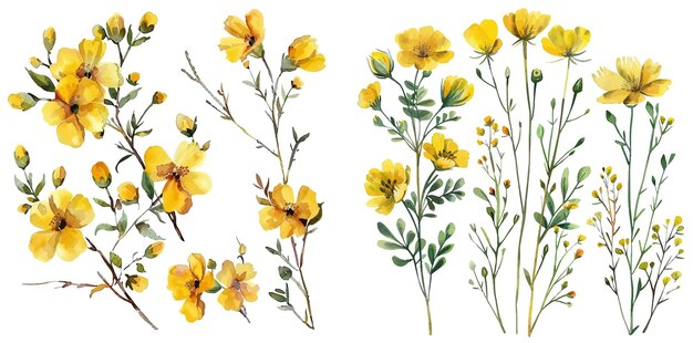 Vector watercolor painting set of yellow wild flowers branches