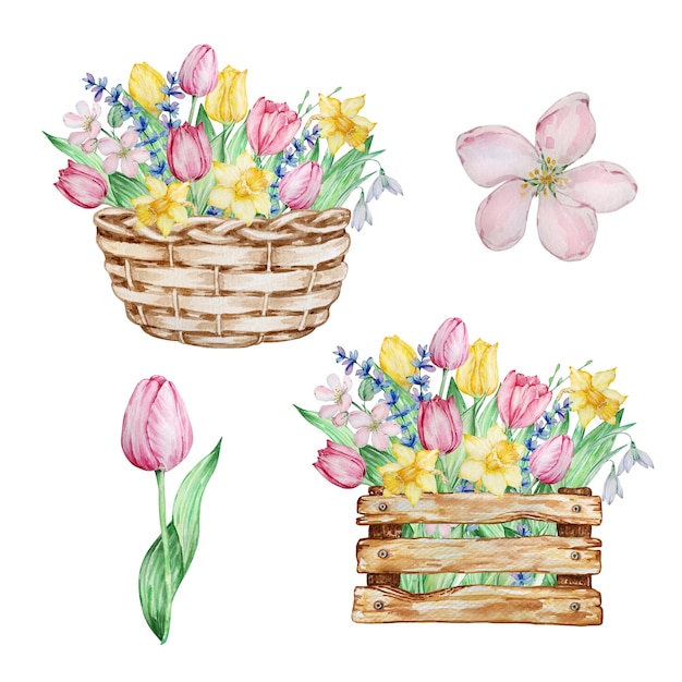 水彩画の春の花、チューリップ、水仙、スノードロップのバスケットとボックス。グリーティングカード、招待状、ポスター、結婚式の装飾、その他の画像のフラワーアレンジメント。