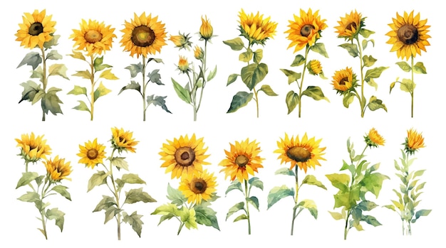 watercolor painting of sunflower flowers