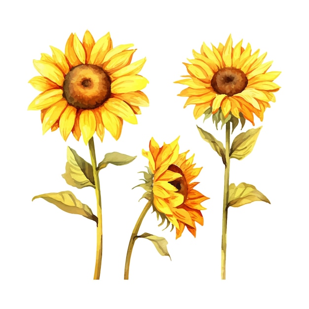 Vector watercolor painting of sunflower four collection