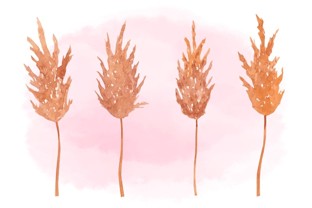 Vector watercolor pampas plants illustration collection