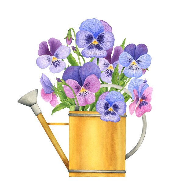 Vector watercolor pansy bouquet hand drawn flowers composition in a watering can botanical illustration