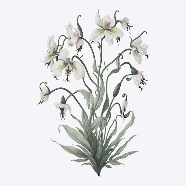 벡터 수채화 paphiopedilum 꽃 간단한 터