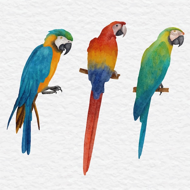 Vector watercolor parrot and bird element illustration