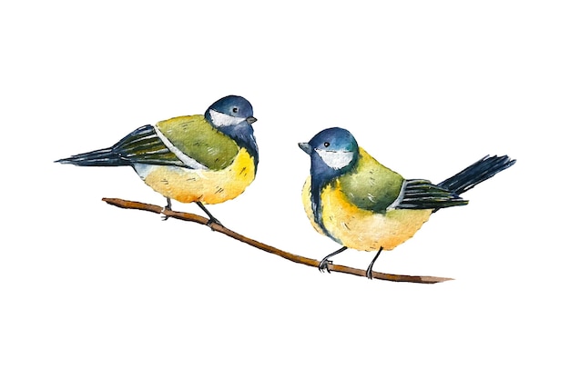 Watercolor parus