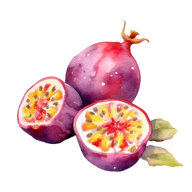 Watercolor Passion Fruit Illustration Handdrawn fresh food design element isolated on a white background