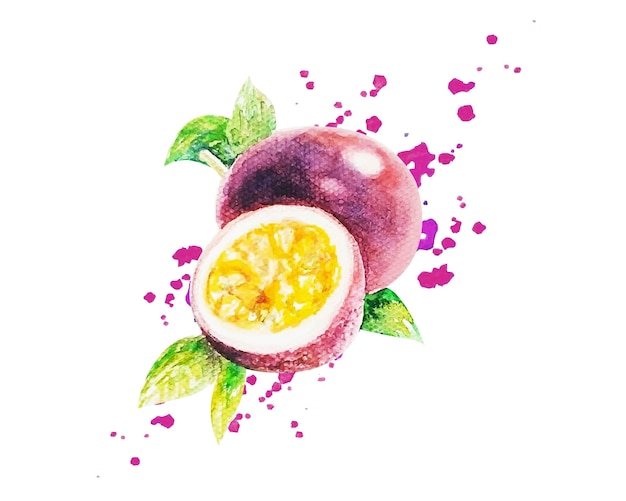 Watercolor passion fruit isolated white background, vector illustration