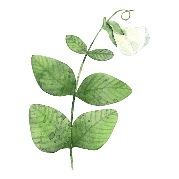 Vector watercolor pea plant with blossom