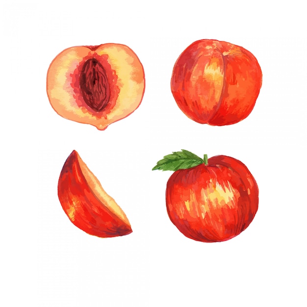 Watercolor peach fruit clipart illustration set