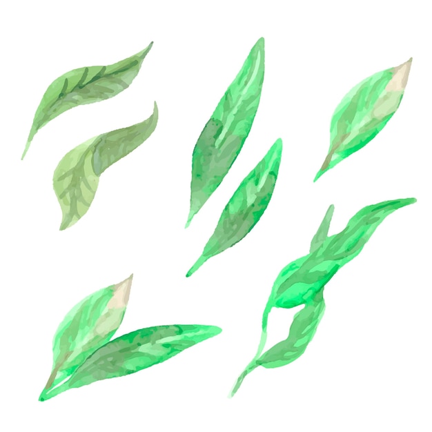 水彩の桃の葉。手描きベクトル緑の葉セット。ベクトルイラスト