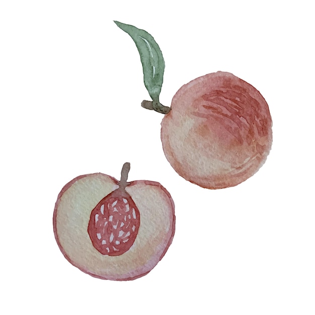 Watercolor peaches hand drawn