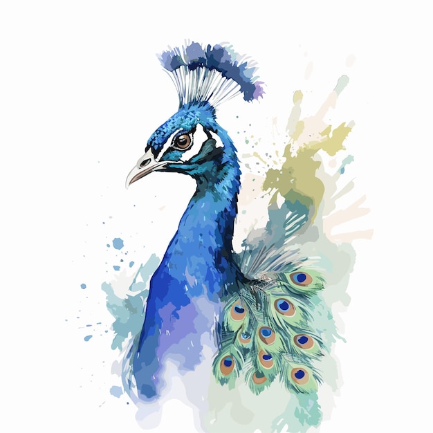 Vector watercolor peacock illustration on white