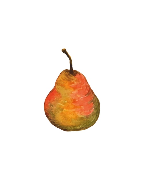 watercolor pear on a white background