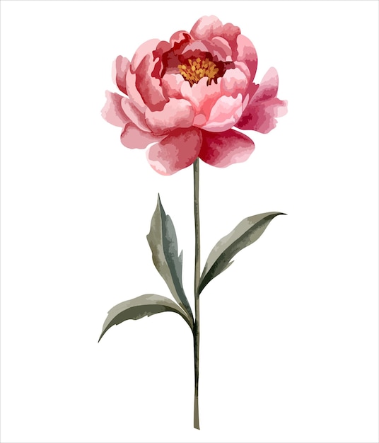 수채화 피오니 꽃 식물학적 고립된 일러스트레이션 손으로 그린 꽃 요소