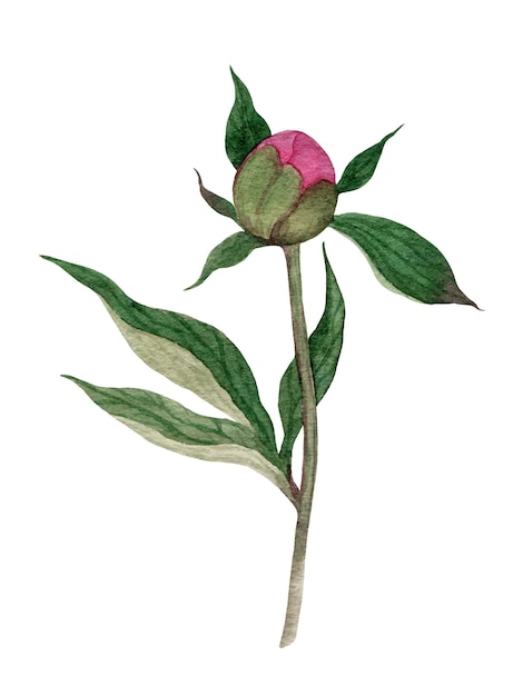 Watercolor peony flower bud isolated on white Handdrawn botanical illustration in vintage style