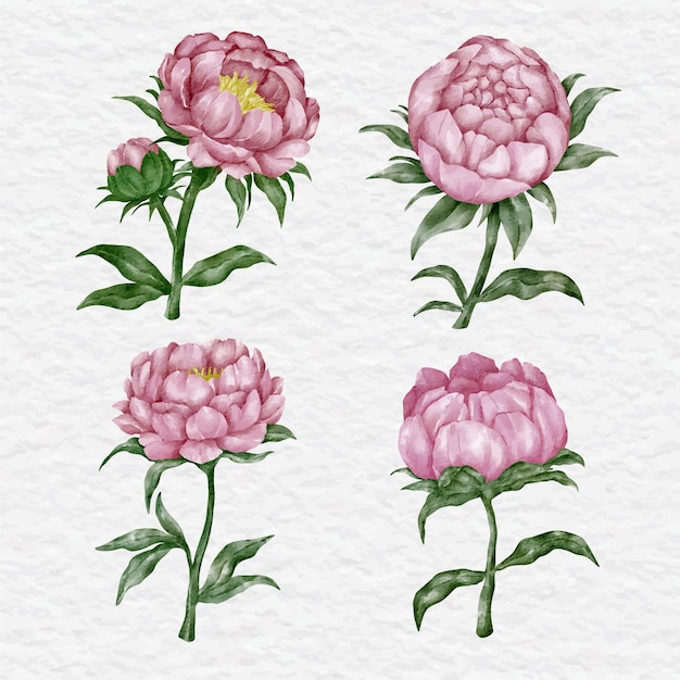 Vector watercolor peony flower collection