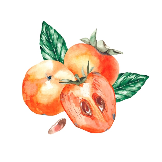 Vector watercolor persimmons