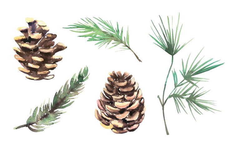Vector watercolor pine cone and branches.