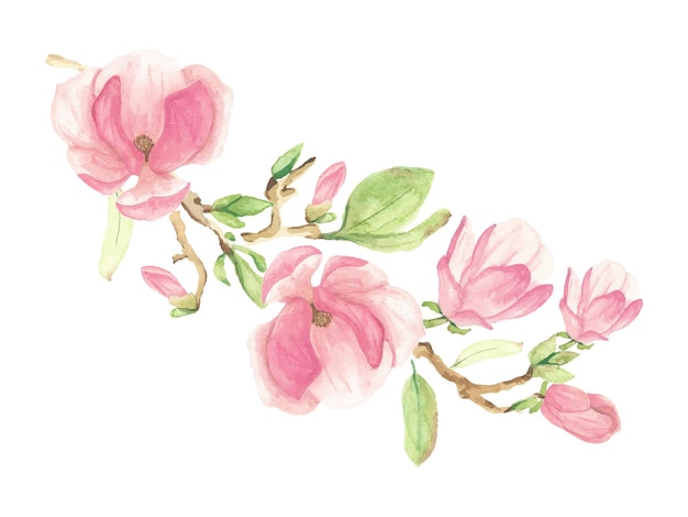 Watercolor pink blooming magnolia flower and branch