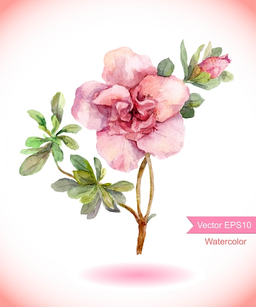 Vector watercolor pink camelia flower