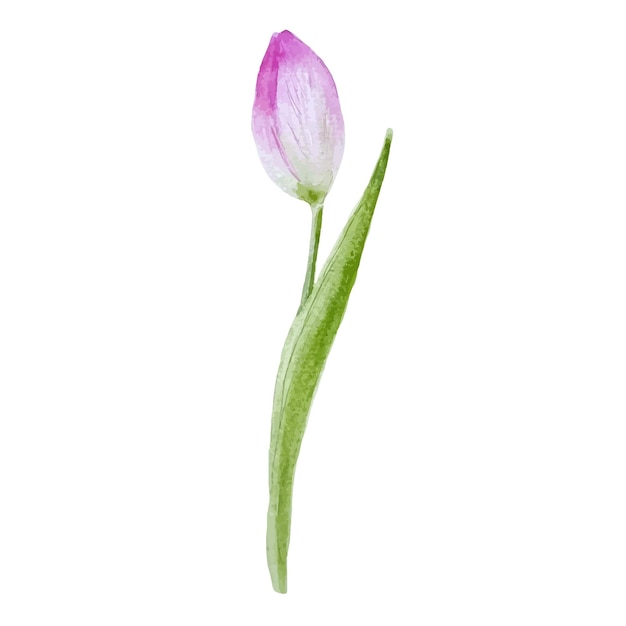 Watercolor pink closed early tulip isolated on white