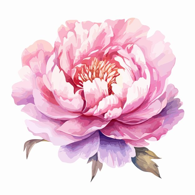Vector watercolor pink flower digital illustration flower bouquet in vintage design