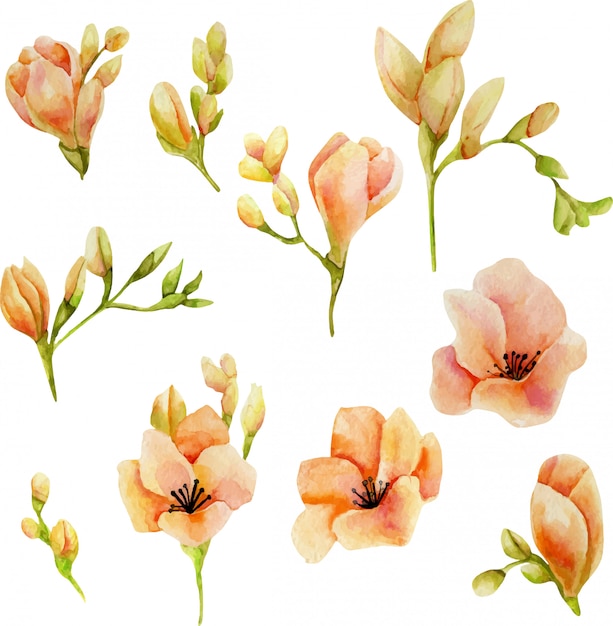 Watercolor pink freesia flowers set isolated on a white 