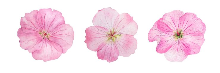 Vector 水彩ピンクのゼラニウムの花