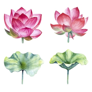 Premium Vector | Watercolor pink lotus set