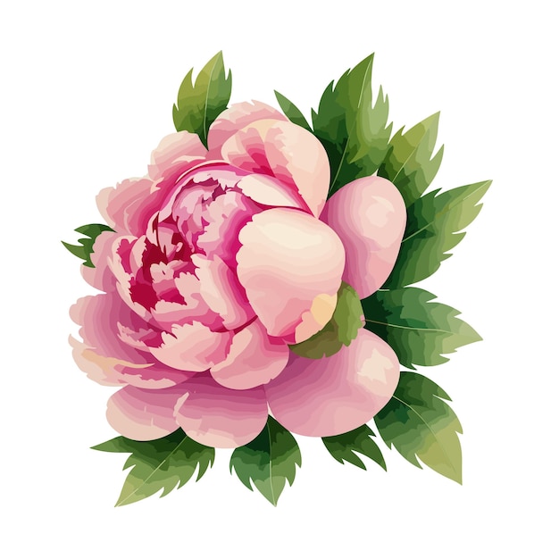 벡터 수채화 분홍색 피오니 꽃 꽃집  ⁇ 터 일러스트레이션
