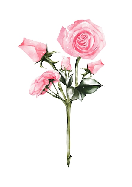 Vector watercolor of pink rose bouquet vector elements design