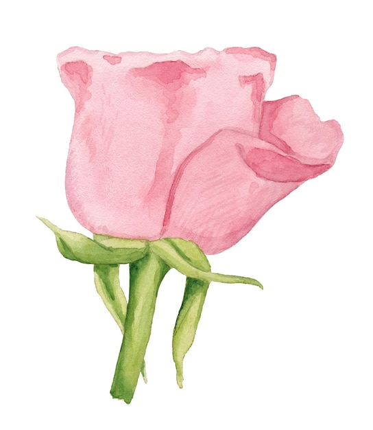 Watercolor pink rose bud