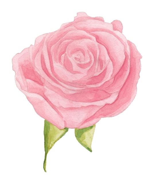 Watercolor pink rose bud