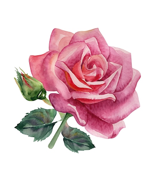 Premium Vector | Watercolor pink rose floral bouquet watercolor floral ...