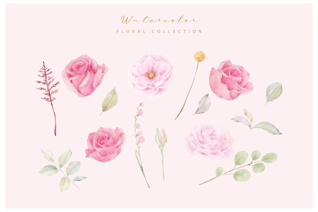 Vector watercolor pink rose flowers vector collection