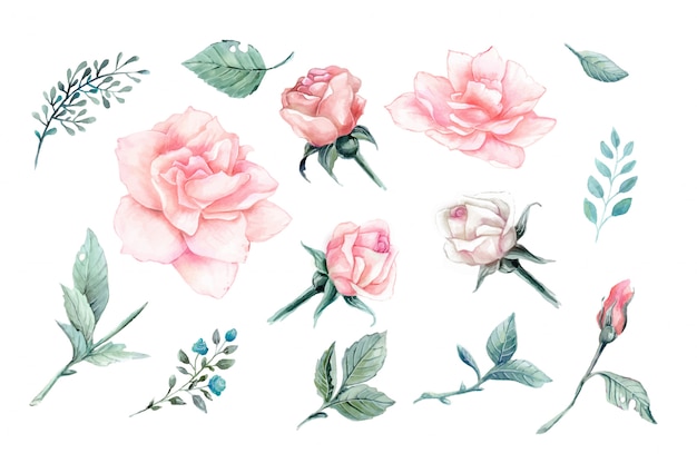 Watercolor pink roses vintage vector design set.