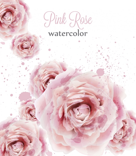 Watercolor pink roses