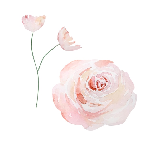 Vector watercolor pink tender roses botanical decorative