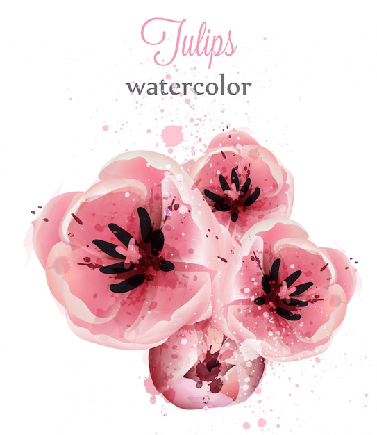 Watercolor pink tulips