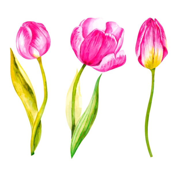 Vector watercolor pink tulips