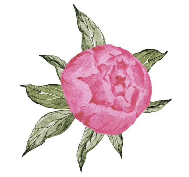 Vector watercolor pion peony with green leaves isolated on white poster