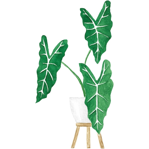 냄비에 수채화 식물 Alocasia