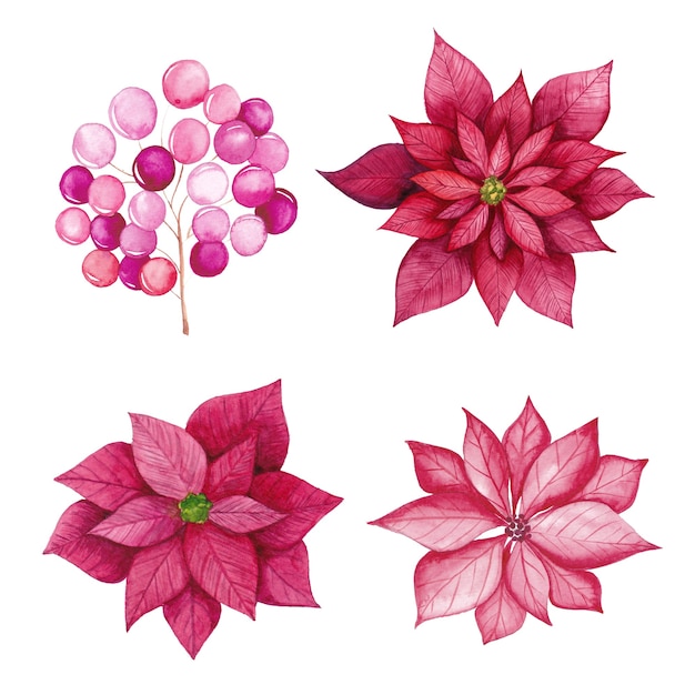 Watercolor poinsettia flowers set. watercolor red flowers hand-drawn