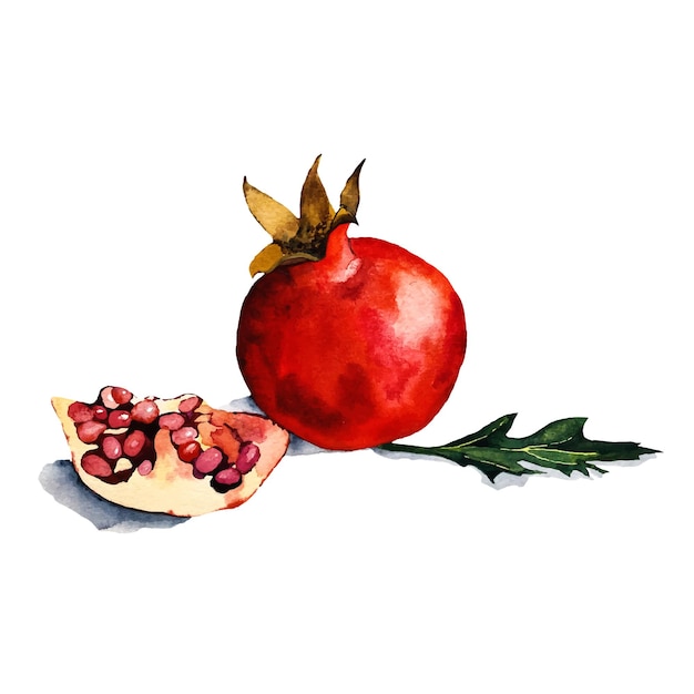 watercolor pomegranate