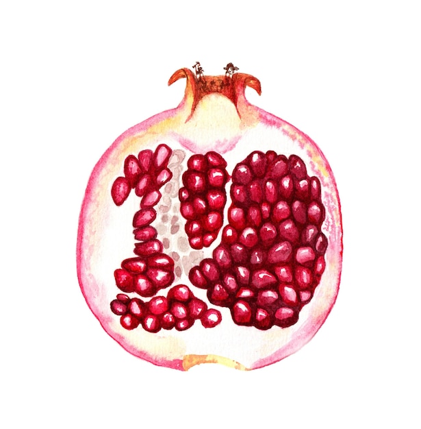 Watercolor pomegranate