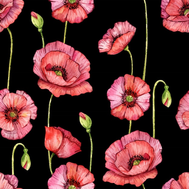 Watercolor poppy flowers. Isolated. Hand painted illustration. Red flowers