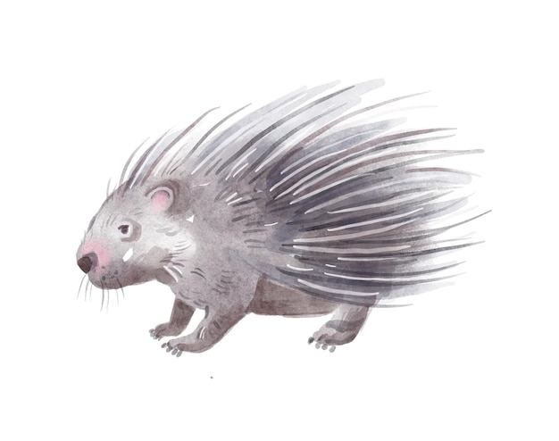 Watercolor porcupine